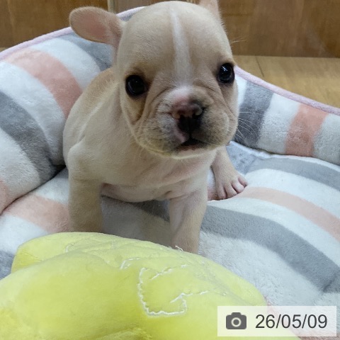 フレンチ・ブルドッグの写真