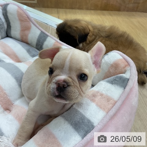 フレンチ・ブルドッグの写真