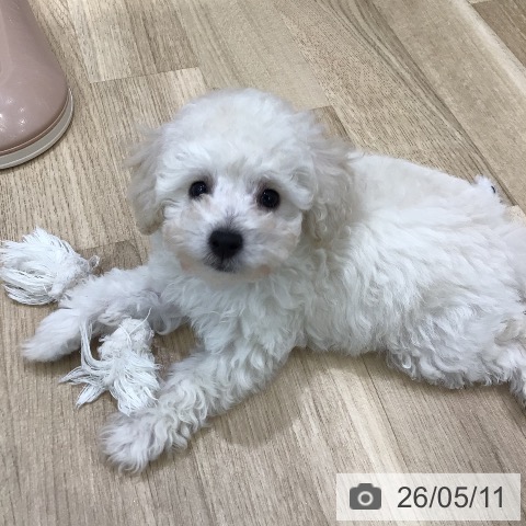 岐阜県のトイプードル(トイ) (ペットプラス 各務原店/2026年3月9日生まれ/男の子/ホワイト)の子犬の4枚目の画像