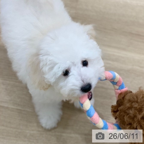 岐阜県のトイプードル(トイ) (ペットプラス 光ケ丘店/2026年3月9日生まれ/男の子/ホワイト)の子犬の4枚目の画像