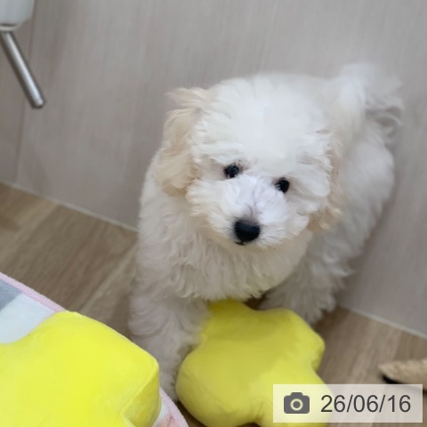 岐阜県のトイプードル(トイ) (ペットプラス 光ケ丘店/2026年3月9日生まれ/男の子/ホワイト)の子犬の4枚目の画像