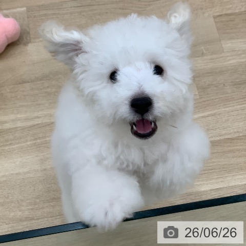 岐阜県のトイプードル(トイ) (ペットプラス 光ケ丘店/2026年3月9日生まれ/男の子/ホワイト)の子犬の4枚目の画像