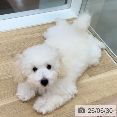 岐阜県のトイプードル(トイ) (ペットプラス 光ケ丘店/2026年3月9日生まれ/男の子/ホワイト)の子犬の4枚目の画像