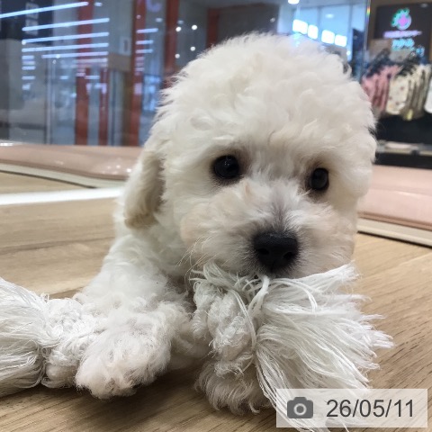 岐阜県のトイプードル(トイ) (ペットプラス 各務原店/2026年3月9日生まれ/男の子/ホワイト)の子犬の3枚目の画像