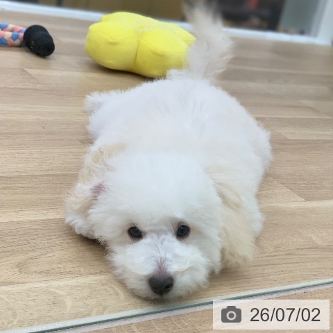 岐阜県のトイプードル(トイ) (ペットプラス 光ケ丘店/2026年3月9日生まれ/男の子/ホワイト)の子犬の3枚目の画像