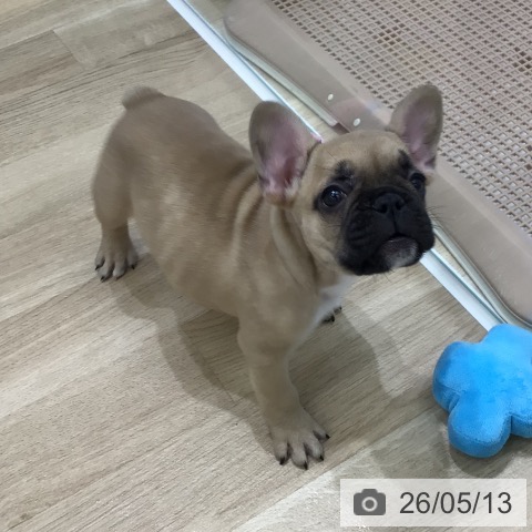 岐阜県のフレンチブルドッグ (ペットプラス 各務原店/2026年3月10日生まれ/男の子/フォーン)の子犬の4枚目の画像