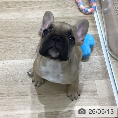 岐阜県のフレンチブルドッグ (ペットプラス 各務原店/2026年3月10日生まれ/男の子/フォーン)の子犬の3枚目の画像