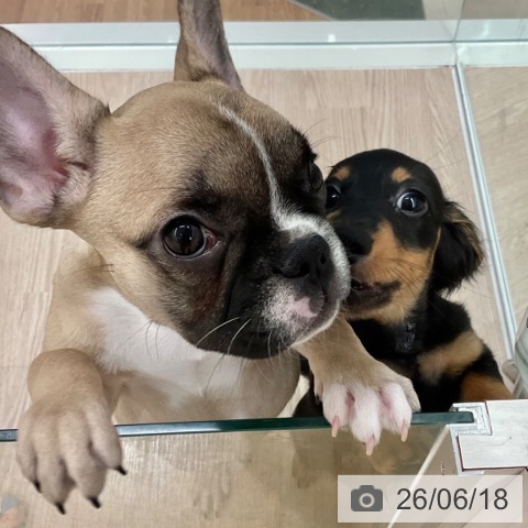 フレンチ・ブルドッグの写真