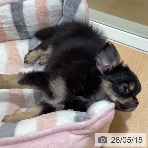 石川県のチワワ(ロング) (ペットプラス 新小松店/2026年3月11日生まれ/女の子/ブラッククリームホワイト)の子犬の3枚目の画像