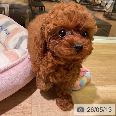 愛知県のトイプードル(トイ) (ペットプラス 岡崎店/2026年3月8日生まれ/女の子/レッド)の子犬の3枚目の画像