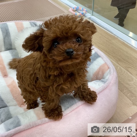 愛知県のトイプードル(トイ) (ペットプラス mozoワンダーシティ店/2026年3月8日生まれ/女の子/レッド)の子犬の3枚目の画像