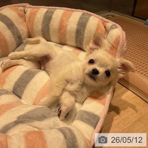 チワワの写真