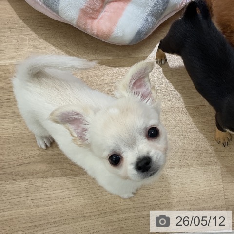 チワワの写真