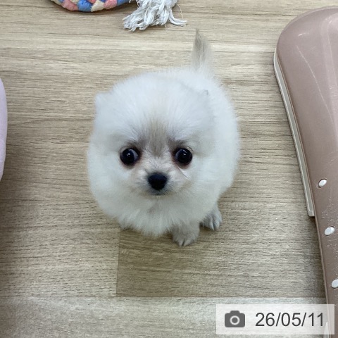 チワワの写真