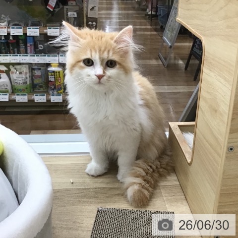 ラガマフィンの写真