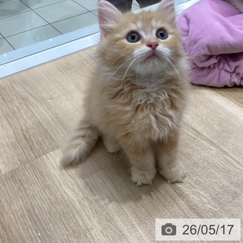 ラガマフィンの写真