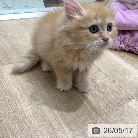 ラガマフィンの写真