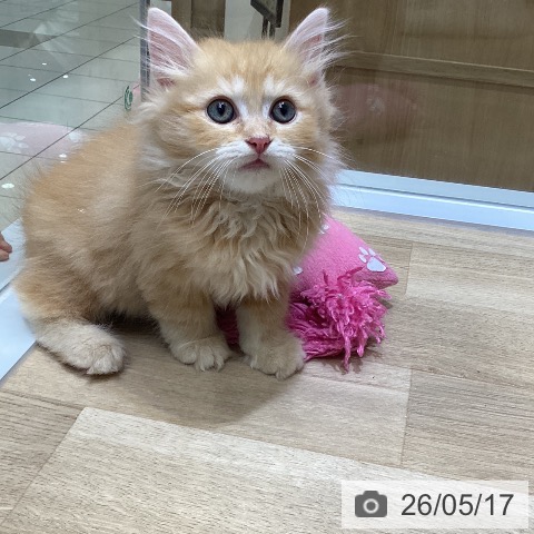 ラガマフィンの写真