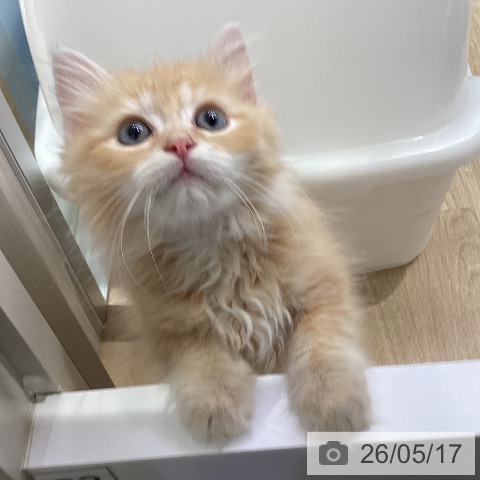 ラガマフィンの写真