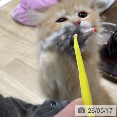 ラガマフィンの写真