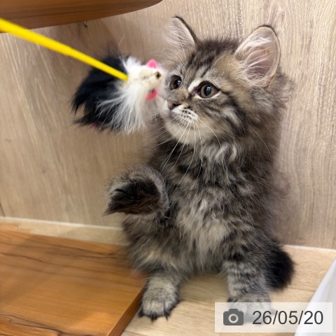 大阪府のラガマフィン (ペットプラス イオン大日店/2026年3月11日生まれ/男の子/ブラウンタビー)の子猫の4枚目の画像