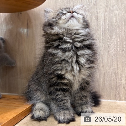 大阪府のラガマフィン (ペットプラス イオン大日店/2026年3月11日生まれ/男の子/ブラウンタビー)の子猫の3枚目の画像