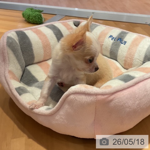 愛知県のチワワ(ロング) (ペットプラス 名古屋茶屋店/2026年2月27日生まれ/男の子/クリームホワイト)の子犬の4枚目の画像