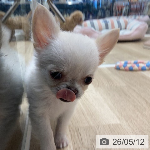チワワの写真