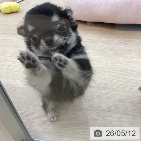 チワワの写真