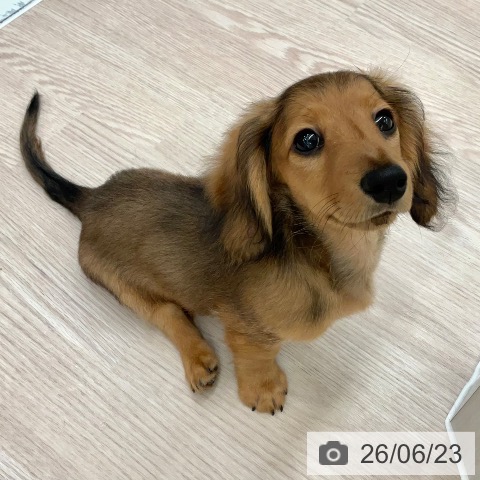 ミニチュア・ダックスフンドの写真
