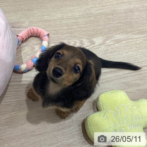 ミニチュア・ダックスフンドの写真
