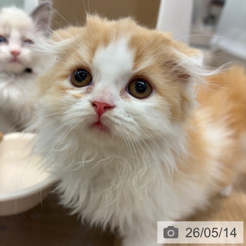 大阪府のスコティッシュフォールド (ペットプラス イオン大日店/2026年2月27日生まれ/男の子/レッドタビーホワイト)の子猫の4枚目の画像