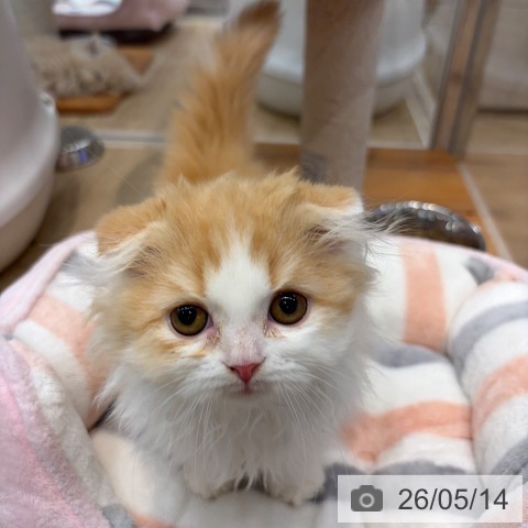 大阪府のスコティッシュフォールド (ペットプラス イオン大日店/2026年2月27日生まれ/男の子/レッドタビーホワイト)の子猫の3枚目の画像