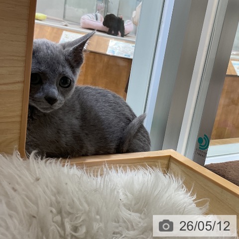 愛知県のロシアンブルー (ペットプラス ナゴヤドーム前店/2026年2月23日生まれ/女の子/ブルー)の子猫の4枚目の画像