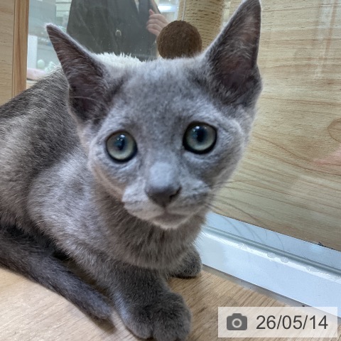 愛知県のロシアンブルー (ペットプラス ナゴヤドーム前店/2026年2月23日生まれ/女の子/ブルー)の子猫の3枚目の画像