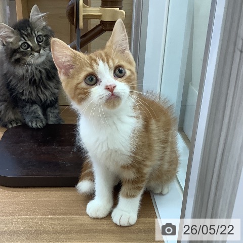 大阪府のスコティッシュフォールド (ペットプラス りんくう泉南店/2026年2月23日生まれ/男の子/レッドタビーホワイト)の子猫の3枚目の画像