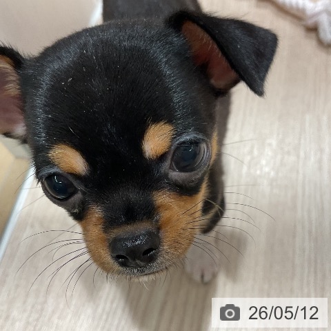 チワワの写真