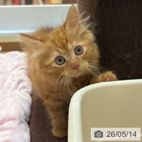 京都府のサイベリアン (ペットプラス イオンモールKYOTO店/2026年3月1日生まれ/女の子/レッドタビー)の子猫の4枚目の画像