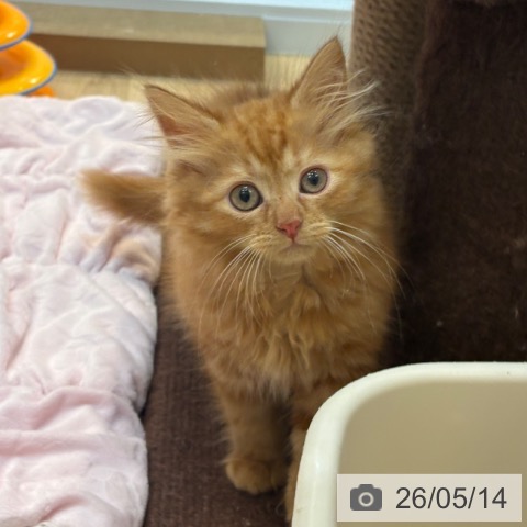 京都府のサイベリアン (ペットプラス イオンモールKYOTO店/2026年3月1日生まれ/女の子/レッドタビー)の子猫の3枚目の画像