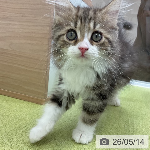 サイベリアンの写真