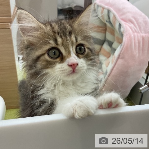 サイベリアンの写真