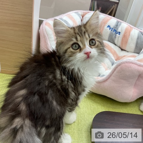サイベリアンの写真