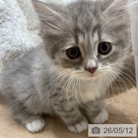 サイベリアンの写真