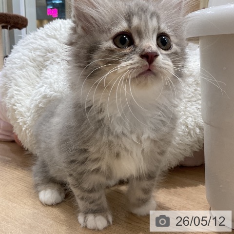 サイベリアンの写真