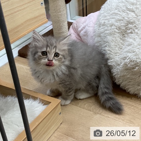 サイベリアンの写真