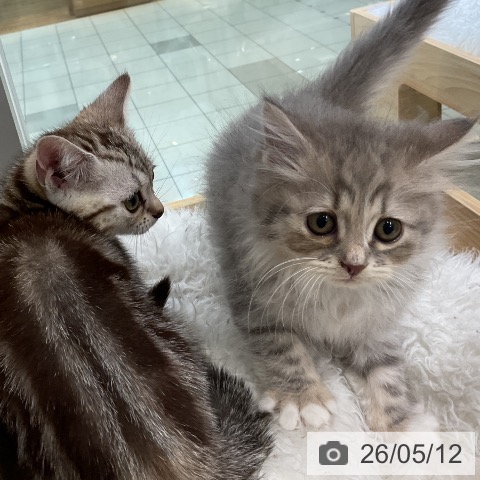 サイベリアンの写真