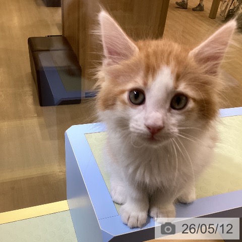 愛知県のメインクーン (ペットプラス mozoワンダーシティ店/2026年3月6日生まれ/男の子/レッドタビーホワイト)の子猫の4枚目の画像