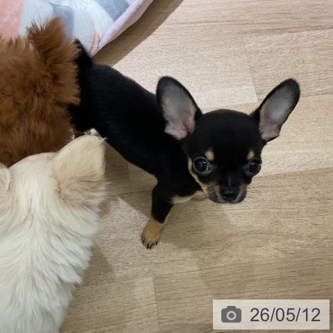 チワワの写真