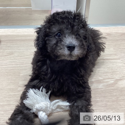 石川県のトイプードル(トイ) (ペットプラス 白山店/2026年3月12日生まれ/男の子/シルバー)の子犬の4枚目の画像