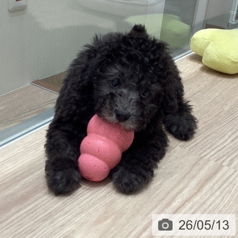石川県のトイプードル(トイ) (ペットプラス 白山店/2026年3月12日生まれ/男の子/シルバー)の子犬の3枚目の画像